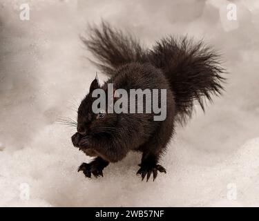Black Squirrel close-up view in the winter season sitting on snow in its environment and habitat and displaying black colour and bushy tail. Stock Photo