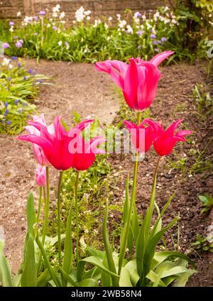 Tulipa Dolls Minuet.a Lily type late spring flowering bi coloured red and soft green tulip belonging to the viridiflora Division 8 group of tulips Stock Photo