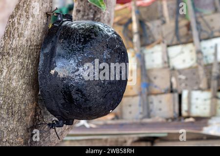 An old burnt pot hangs on a tree, Thai countryside Stock Photo