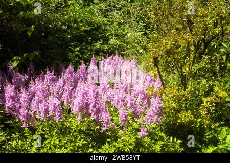 Astilbe x arendsii Bressingham Beauty growing in a bog garden. Saxifragaceae a pinkj flowered fully hardy perennial sometimes called False Spiraea Stock Photo