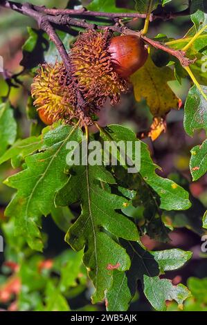 Turkey oak (Quercus cerris), Fagaceae. Deciduous tree. wild plant. Acorn, Fruit. Stock Photo