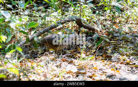 Undulated Tinamou (Crypturellus undulatus) in Brazil Stock Photo