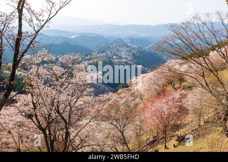 Cherry blossoms in full bloom at Mount Yoshino, Yoshino-Kumano National Park. Yoshino District, Nara Prefecture, Japan. Stock Photo