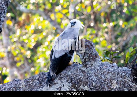 Harpy eagle (Harpia harpyja) juvenile at the nest, stretching