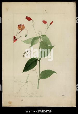 (Ruellia, sp.)., Stock Photo