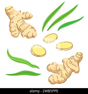 Set of ginger roots, slices and leaves. Vector illustration. Stock Vector