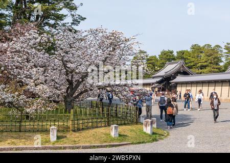 Cherry blossom in Kyoto Gyoen National Garden. Kyoto, Japan. Stock Photo