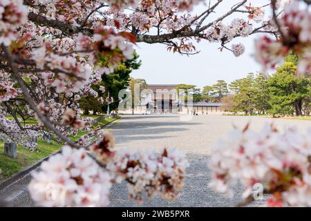 Cherry blossom in Kyoto Gyoen National Garden. Kyoto, Japan. Stock Photo