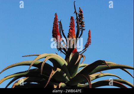 Close up of a wild blooming rare Aloe Reitzii cactus on a stalk which elevates it into a clear sky.  Shot in UNESCO protected De Hoop Nature Reserve. Stock Photo