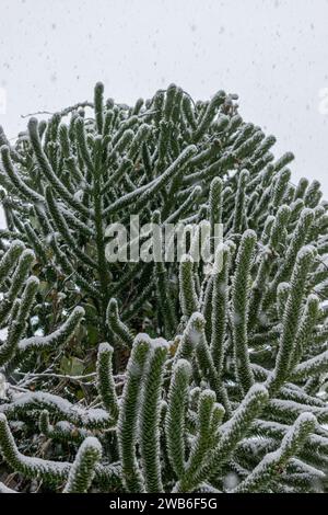 Saint Gallen, Switzerland, November 28, 2023 Fresh snow felt on branches at the botanical garden Stock Photo