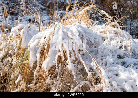 Saint Gallen, Switzerland, November 29, 2023 Fresh fallen snow on plantations at the botanical garden Stock Photo