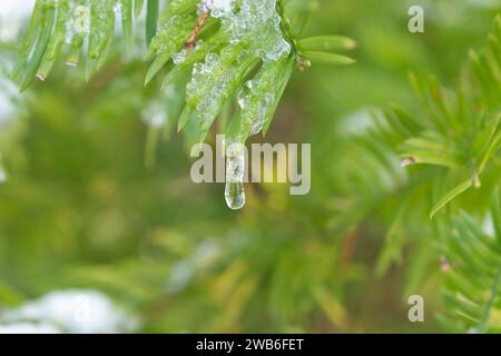 Saint Gallen, Switzerland, November 29, 2023 Ice on the tip of a branch at the botanical garden Stock Photo