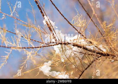 Saint Gallen, Switzerland, November 29, 2023 Fresh fallen snow on plantations at the botanical garden Stock Photo