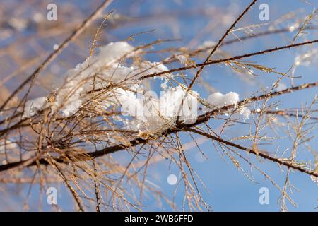 Saint Gallen, Switzerland, November 29, 2023 Fresh fallen snow on plantations at the botanical garden Stock Photo