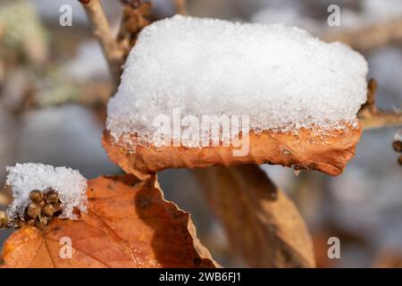 Saint Gallen, Switzerland, November 29, 2023 Fresh fallen snow on plantations at the botanical garden Stock Photo