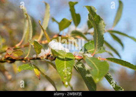 Saint Gallen, Switzerland, November 29, 2023 Fresh fallen snow on plantations at the botanical garden Stock Photo