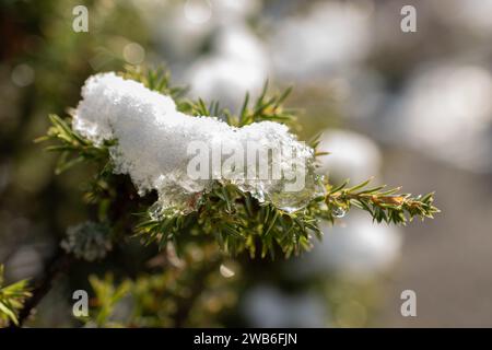 Saint Gallen, Switzerland, November 29, 2023 Fresh fallen snow on plantations at the botanical garden Stock Photo