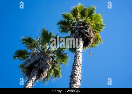 Looking up at two palm trees against blue sky in Southern California. Stock Photo