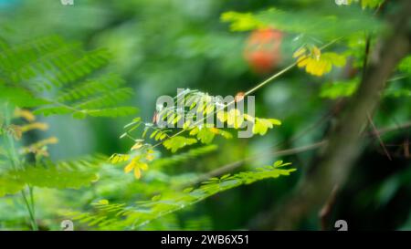 Green leaves soft focus nature background. Stock Photo