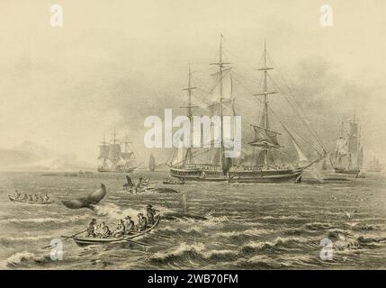 Plate XXVI from 'The Marine Mammals of the Northwestern Coast of North ...
