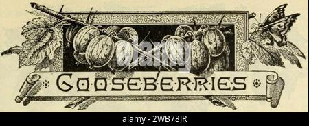 ''Gooseberries'' art in Lovett's Illustrated Catalogue of Fruit and Ornamental Trees and Plants for the Autumn of 1891 - (17002324975) (cropped). Stock Photo