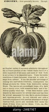 ''Industry'' variety gooseberry from Lovett's Illustrated Catalogue of Fruit and Ornamental Trees and Plants for the Autumn of 1891 - (17002324975) (cropped). Stock Photo