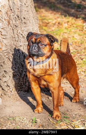 Brussels Griffon for a walk in the park. Funny brussels griffon dog walking on leaves at sunny day in forest Stock Photo