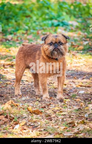 Brussels Griffon for a walk in the park. Funny brussels griffon dog walking on leaves at sunny day in forest Stock Photo