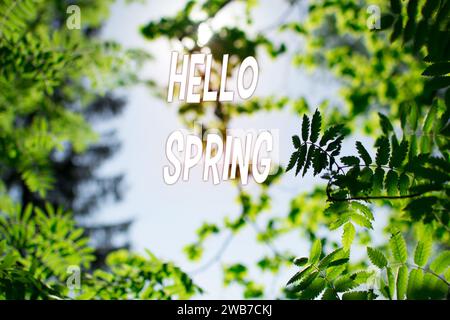 Springtime concept with wild flowers and blurred background, selective focus, with text Hello spring Stock Photo