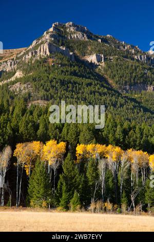 Taylor Mountain in Centennial Mountains with autumn quaking aspen, Red Rock Lakes National Wildlife Refuge, Montana Stock Photo