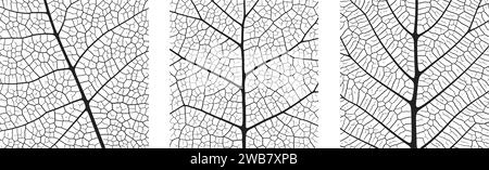 Leaf vein texture abstract background set with close up plant leaf cells ornament texture pattern. Black and white organic macro linear pattern of nat Stock Vector