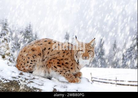 Closeup Adult Lynx in cold time. Bobcat snow in wild winter nature. Action wildlife scene with dangerous animal Stock Photo