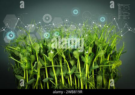 Agricultural technologies for growing plants and scientific research in the field of biology and chemistry of nature. Living green sprouts. Organic digital background. High quality photo Stock Photo