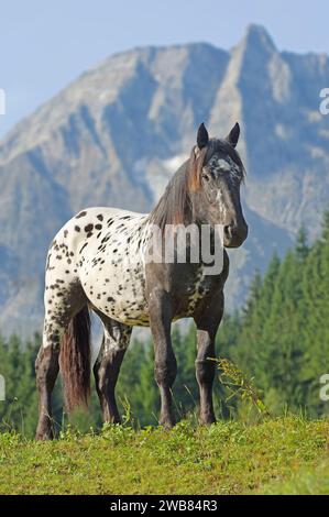 Spotted Nopriker horse in the Alps in front of Hoher Sonnblick ( 3106 m) in Rauris valley. Land Salzburg, Austria Stock Photo