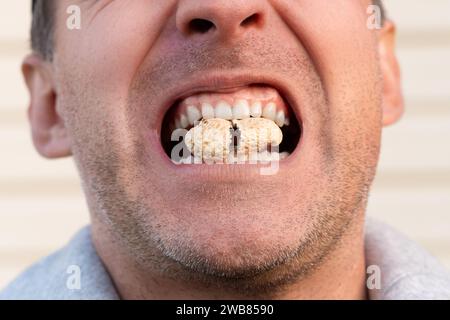 Eating hard peanut In the shell. strong white teeth bite a nut. An open mouth with a nut. crack the groundnut nut shell. Stock Photo