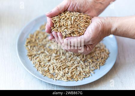 Farmer's hands close-up holding a handful of oats Stock Photo