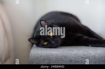 A domestic black cat with bright yellow eyes, relaxed and lounging on a gray sofa Stock Photo