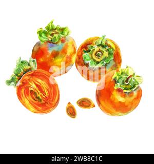 Template of persimmon orange fruit with leaves. Watercolor hand-drawn elements. Isolated on white background. Delicious fruit clip-art illustration. Stock Photo