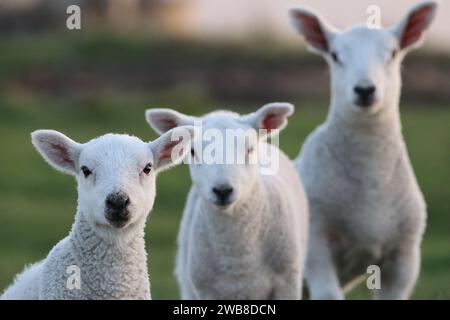Three Lambs in field Stock Photo