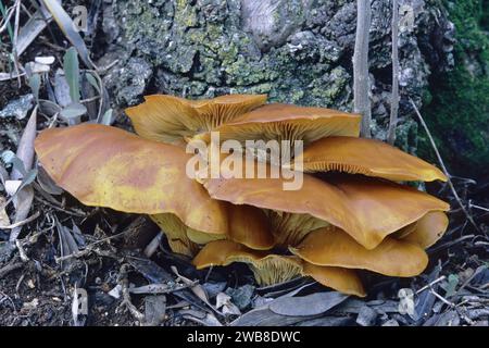 jack o lantern mushroom, some specimens grown at the base of an old olive tree, Omphalotus olearius, Marasmiaceae Stock Photo