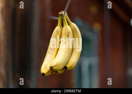 Bunch of bananas hanging from thin rope with more blurry fruit as background. Fresh yellow fruit for sale inside classic Mexican market. Healthy food Stock Photo