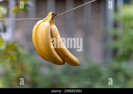 Many raw yellow bananas hanging for sale in local Thai market. Stock Photo