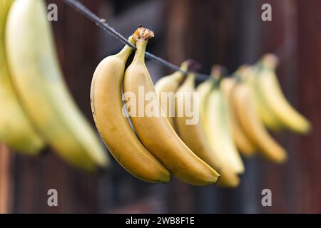 Bunch of bananas hanging from thin rope with more blurry fruit as background. Fresh yellow fruit for sale inside classic Mexican market. Healthy food Stock Photo