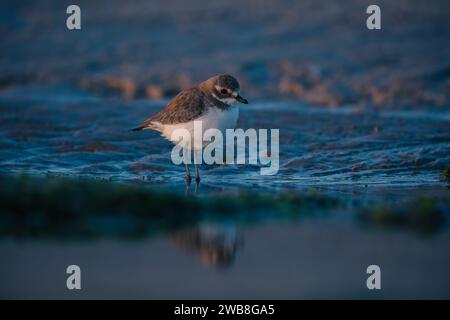 A closeup shot of a kentish plover bird perched on a seashore Stock Photo