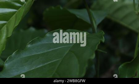 A very small spider known as the Banded phintella (Phintella vittata) is walking away on the surface of a coffee leaf Stock Photo
