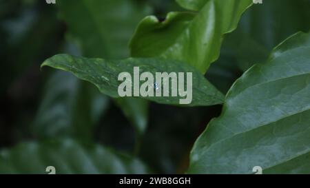 Backside view of a Banded phintella (Phintella vittata) spider walking on a winged bean leaf surface Stock Photo