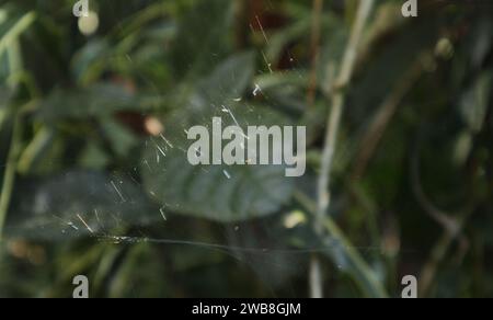 Soft focus view of a very small yellow spider (baby spider) sitting in a spider web, the spider web is glittering because of the exposed to rays of su Stock Photo