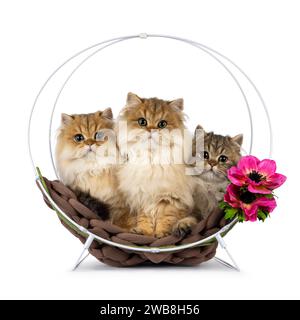 Row of 3 British Longhair cat kittens, sitting and laying together in a metal basket. All looking towards camera. Isolated on a white background. Stock Photo