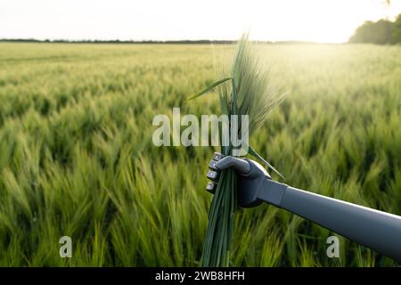 Robot holds ears of rye in his hand. Smart farming and digital transformation in agriculture 4.0.. Stock Photo