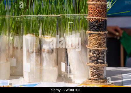 A tube with grain samples on the background of plant sprouts. Agricultural laboratory for the development of new crops. Stock Photo